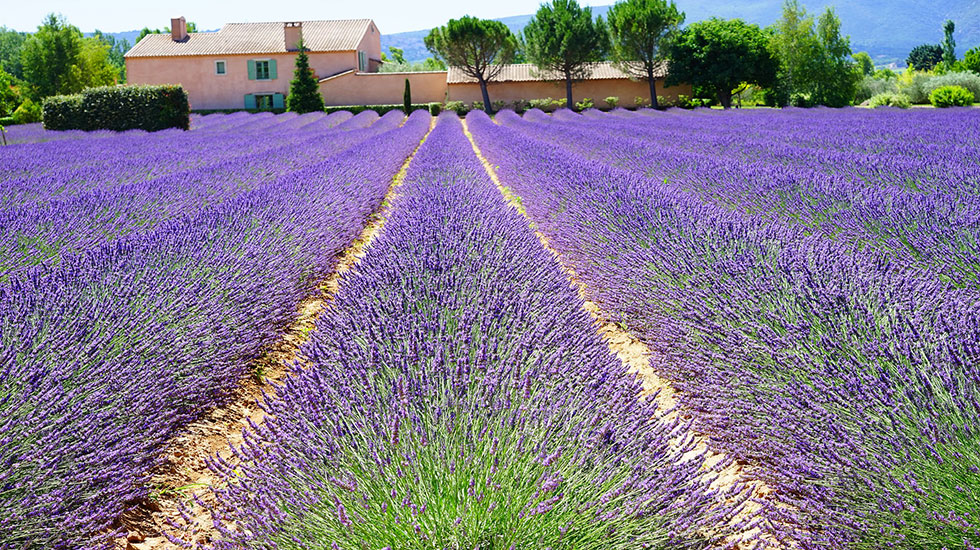 Lavender Provence - Tour Du Lịch Pháp